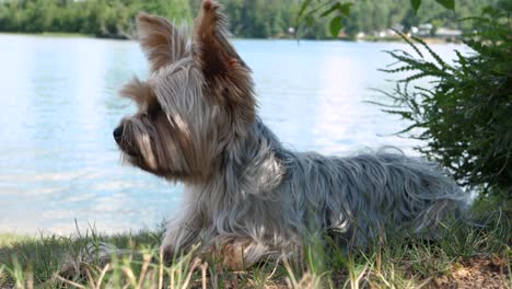 cute small yorkshire terrier dog lying in shade on grass at cottage near lake water - happy little yorkie