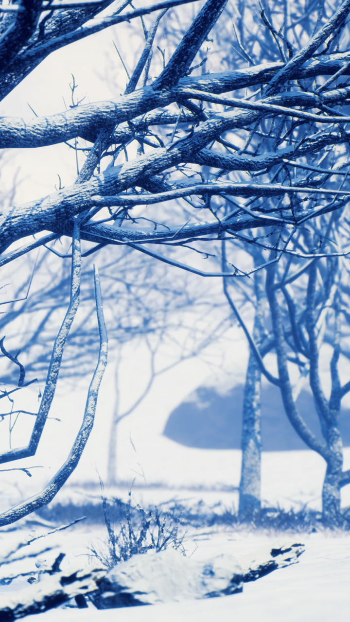 Winter trees covered with snow in a quiet landscape during daylight