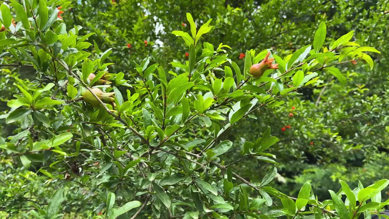 fruta silvestre en primavera en la naturaleza del bosque el árbol frutal de la granada hojas verdes fruta roja pero cruda madurará en la temporada de otoño en irán paisaje de senderismo natural delicioso sabor a tarta jugosa fruta en el bosque