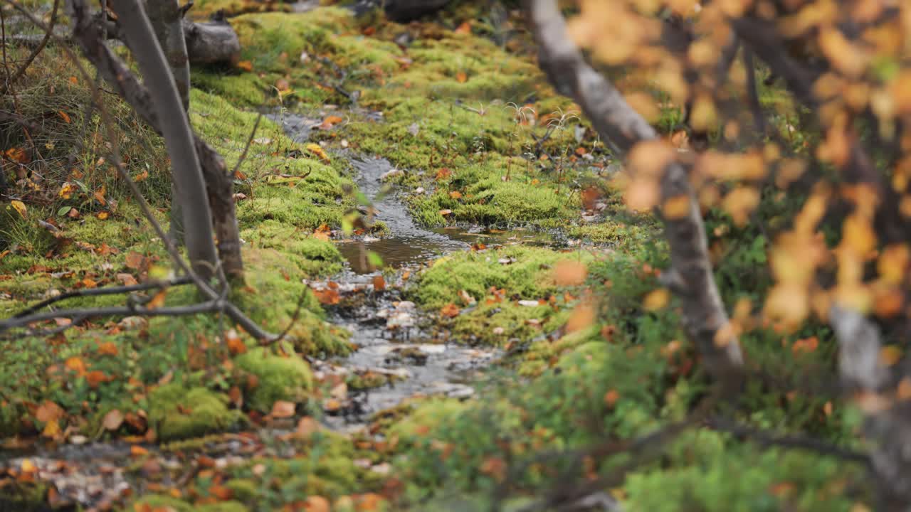 A small creek meanders slowly between the banks covered in moss in the autumn forest