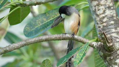 long-tailed shrike or rufous-backed shrike or black-headed shrike preening perched on plumeria tree - closeup