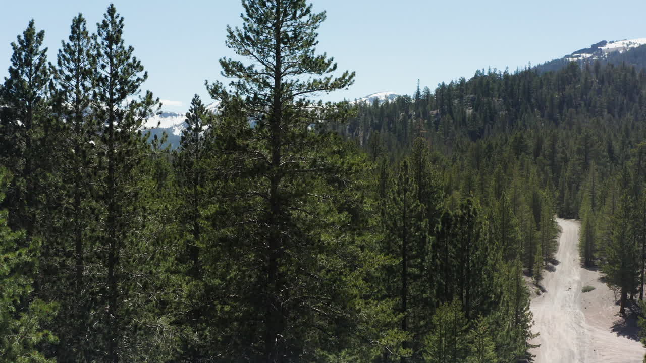 A dirt road winds through a dense pine forest in the Sierra Nevada under a clear blue sky with mountainous backdrop