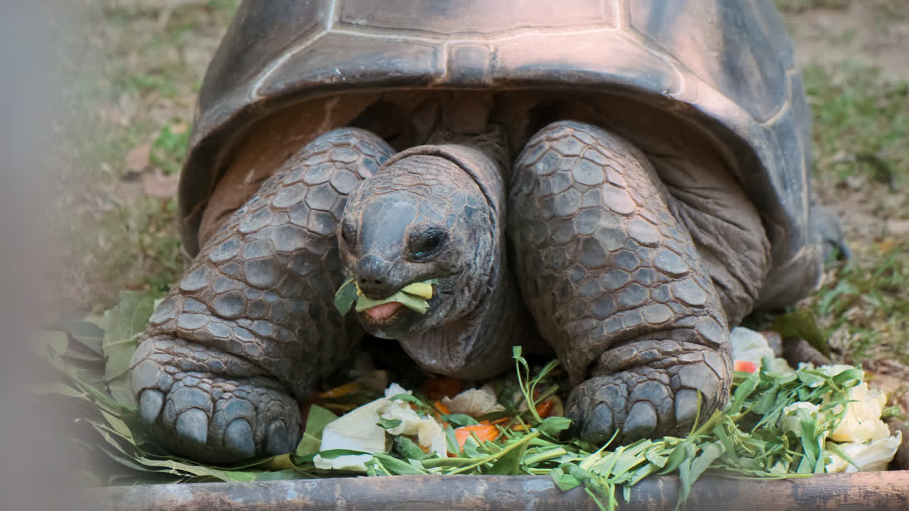 гигантская черепаха ест овощи.