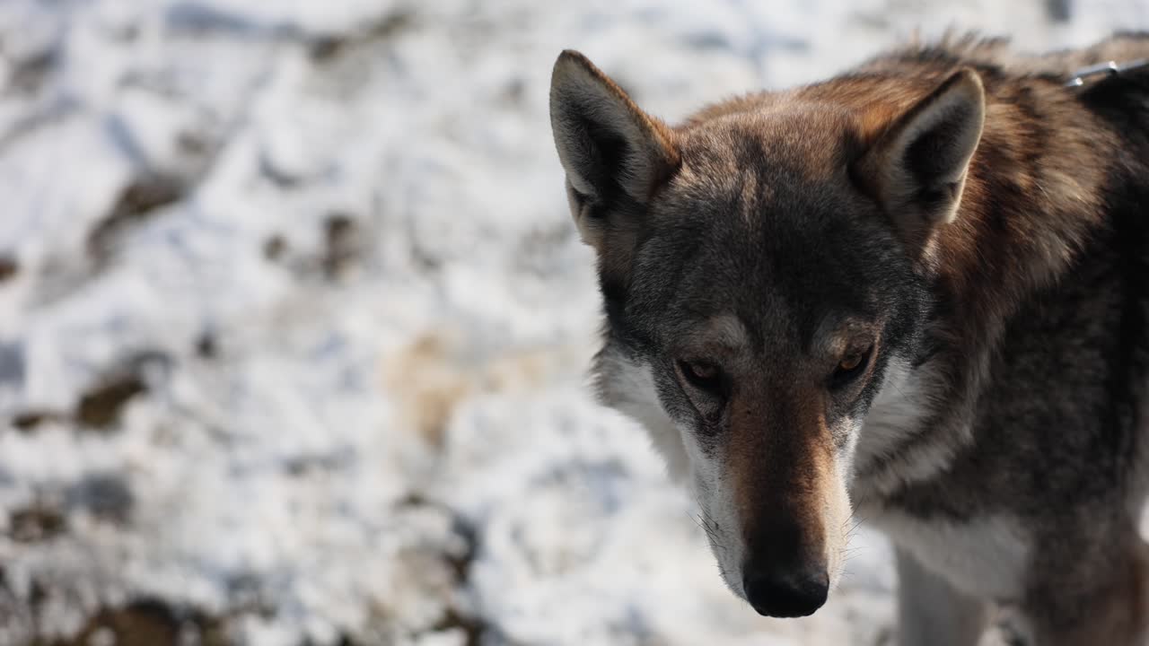 Close-up of a wolf in a snowy environment