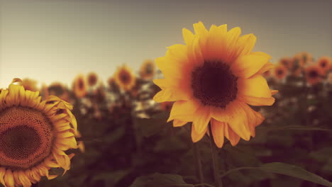 los impresionantes girasoles al atardecer