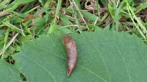 static up close view of a slug sitting on a leaf looking at eating the leaf