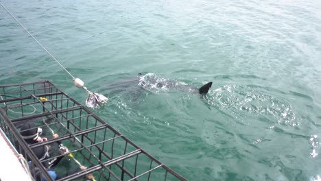 white shark trying to eat bait with divers in a cage nearby watching