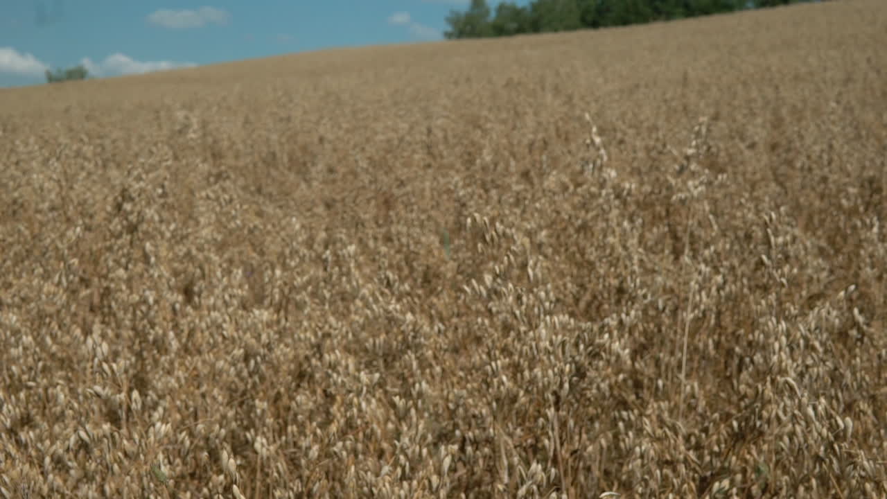 Oats dow to top close up slow motion shot, big gold oats field before harvest
