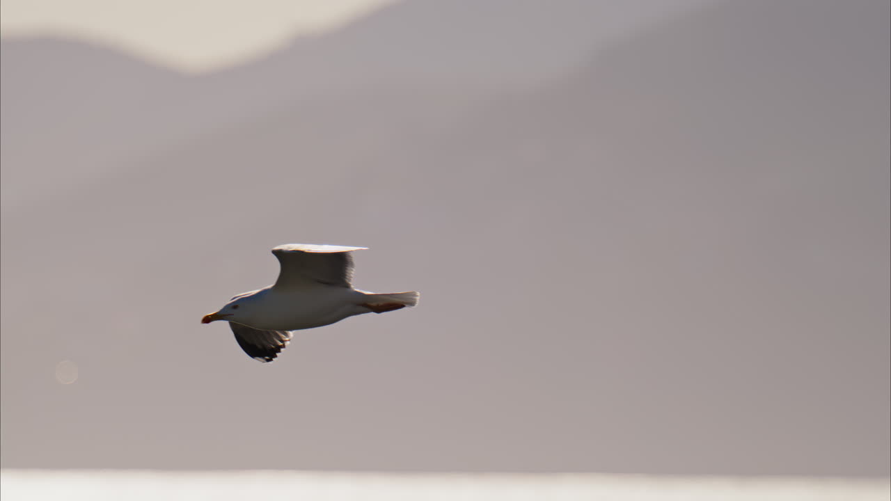 Close up of a seagull flying through the city on a blue sky background