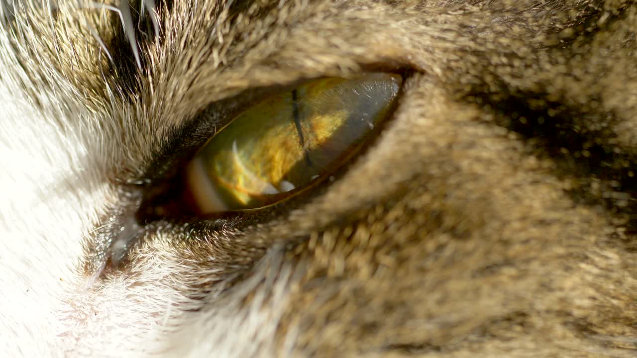 primer plano macro que muestra detalles de la iluminación del ojo de gato con iris, pupila y globo ocular