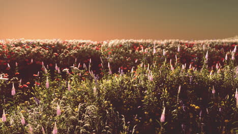 field with flowers during summer sundown