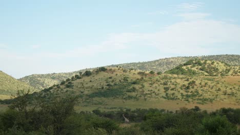 giraffe in pilanesberg national park in south africa