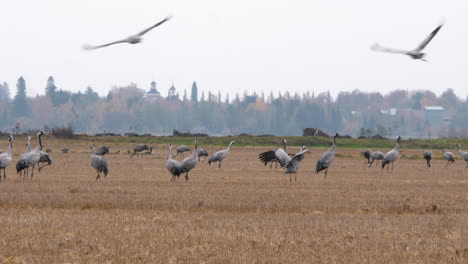 flock of common crane birds on open field, eye level shot