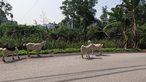 goats walking across a rural road