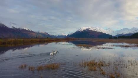 swans swimming on a peaceful pond in alaska, with beautiful mountains in the background