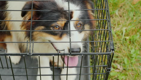 dog in cage close up from above