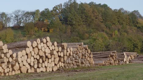 pile of wood. a view of huge stacks of logs.