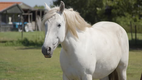 Retrato-De-Un-Caballo-Blanco-Parado-En-Un-Corral-En-Una-Granja---Medio