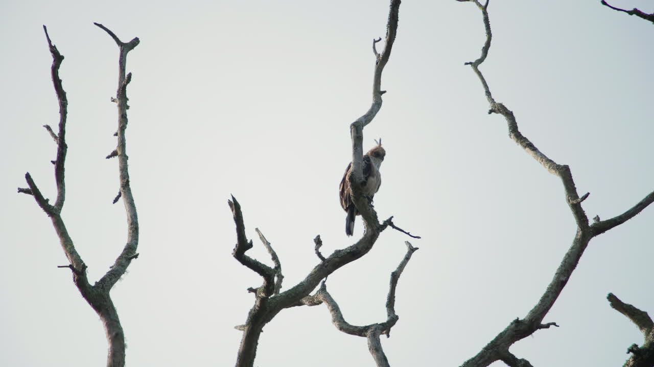 Majestic Crested Hawk Eagle perched on a dead tree branch in Nagarahole Forest, India