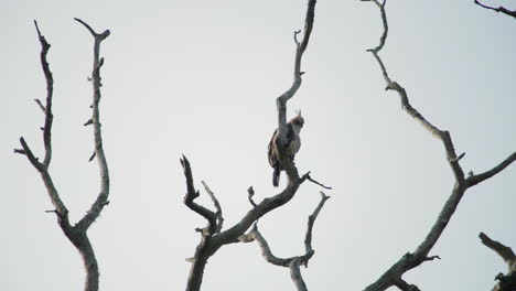 majestic crested hawk eagle perched on a dead tree branch in nagarahole forest, india