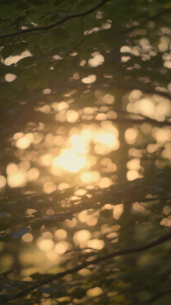 Vertical video: Framing branch green leaves in woods focus shifting showing sun bokeh green flare
