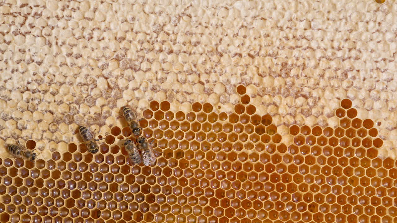 Beautiful cells at honeycombs filled with fresh liquid organic honey. Few bees crawling by the frame sealing the produced honey. Close up.