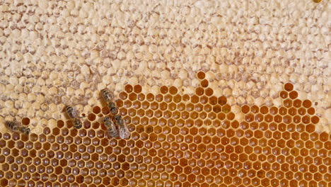 beautiful cells at honeycombs filled with fresh liquid organic honey. few bees crawling by the frame sealing the produced honey. close up.