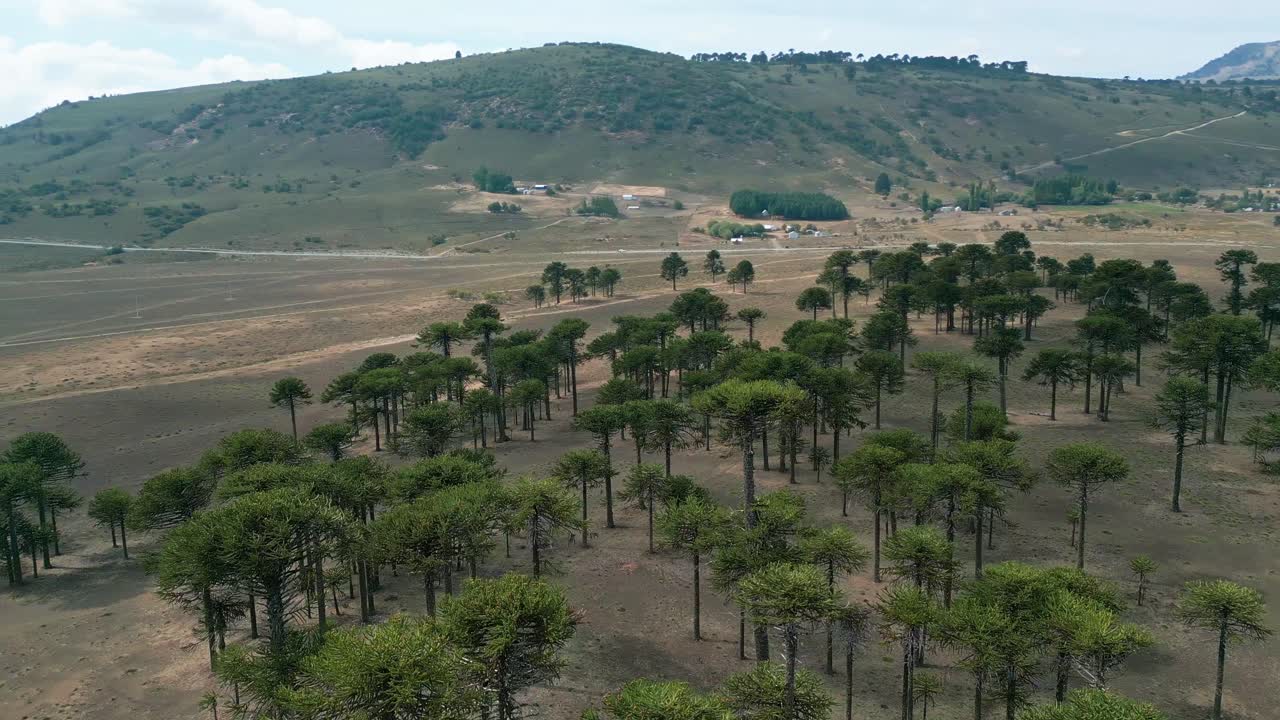 Kayalık yamaçlı kurak ovada yerel araucaria koruluğunun panoramik havadan görünümü. Lonquimay, Şili.