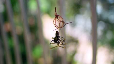 two spider species hanging in web, isolated against defocused background