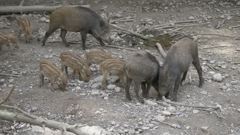 Primer-Plano-Que-Muestra-Una-Linda-Familia-De-Jabalíes-Que-Buscan-Alimento-En-La-Naturaleza