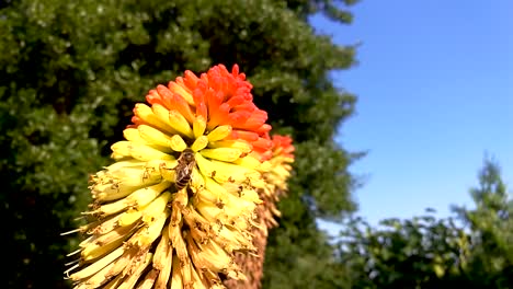 bees flying around and pollinating beautiful flowers of torch lilies on a hot summer day part 1