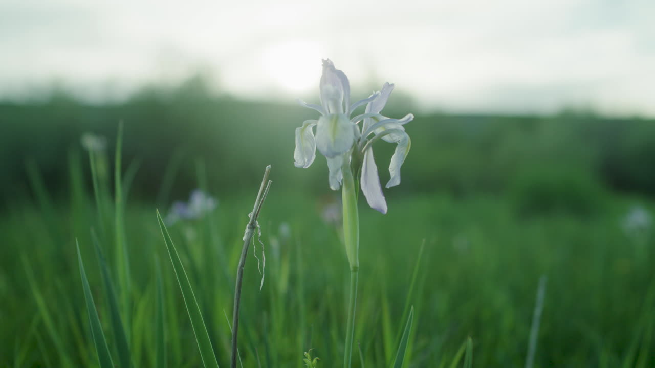 콜로라도 산의 숲 근처 그린 필드에서 단일 야생화 경치 좋은 풍경