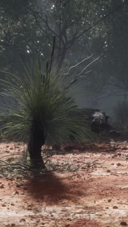 australian outback landscape: grass tree in red dirt