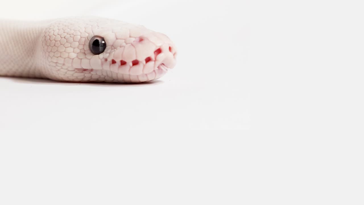 Albino ball python head in macro closeup, tongue flicking on clean white studio background