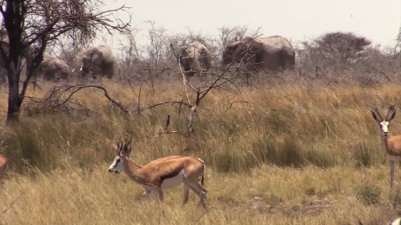 manada de springbok pastando en sabana seca moviéndose de derecha a izquierda, varios elefantes africanos en segundo plano