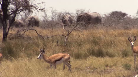 herd of springbok grazing in dry savannah moving right to left, several african elephants in background