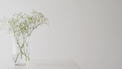 video of white flowers in glass vase with copy space on white background