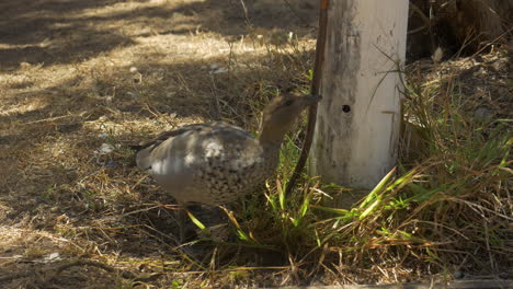 Pato-De-Madera-Australiano-Mordiendo-El-Agua-Que-Gotea