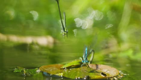 Toma-Macro-De-Libélulas-Acuáticas-Sentadas-En-Frondas-Flotando-En-La-Superficie-Del-Agua-Del-Estanque,-Aisladas-En-Un-Fondo-Borroso