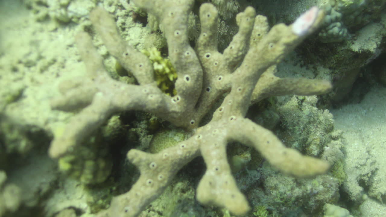 коралл porites cylindrica в рифе красного моря