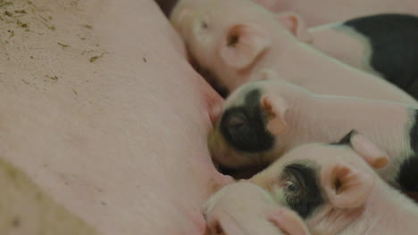 tiny cute piglets, sucking swine mother milk