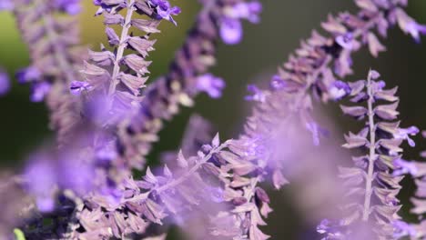 close-up of lavender flowers swaying softly