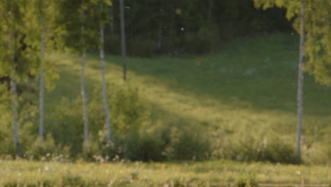 summer bugs hovering in air at golden hour over countryside meadow, static