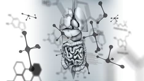 Animation-of-falling-molecules-over-human-organs-model