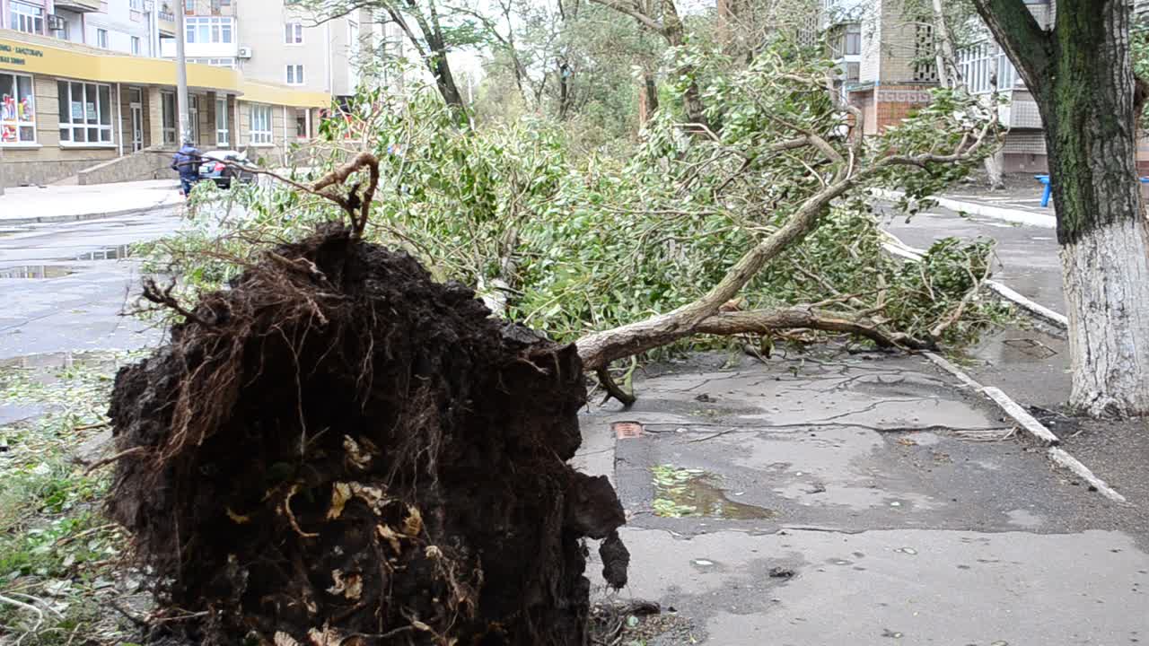 The tumbled-down tree. Very strong wind, forces down from feet