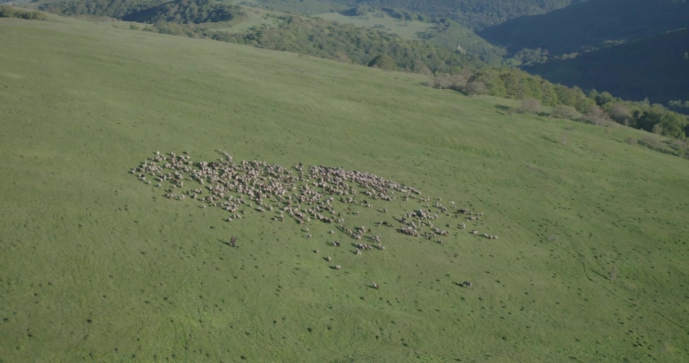 Filmische Luftaufnahme einer großen Schafherde, die auf einer grünen Bergwiese weidet. Friedliche ländliche Landschaft mit sanften Hügeln, Weidewirtschaft, Natur und authentischer Landatmosphäre.
