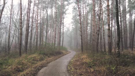 misty forest path