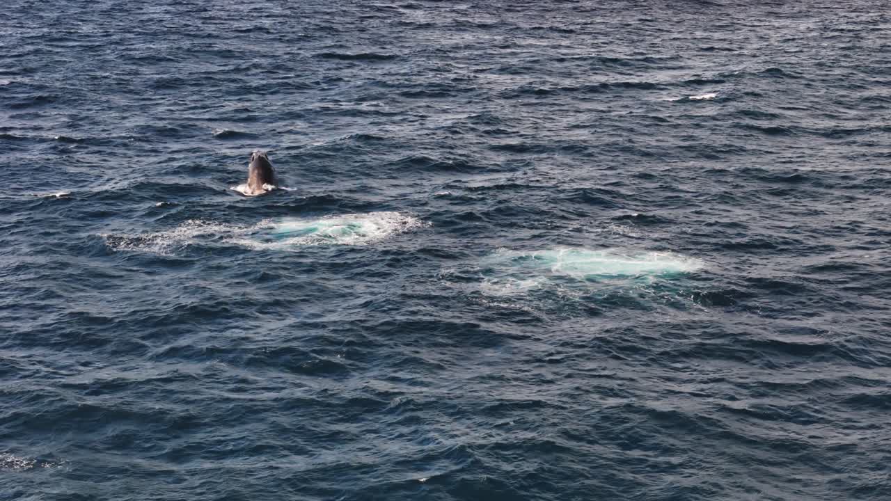 Humpback Whale playing in the Indian Ocean