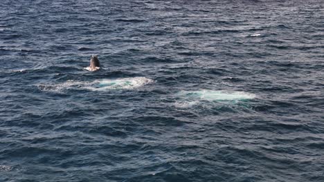 humpback whale playing in the indian ocean