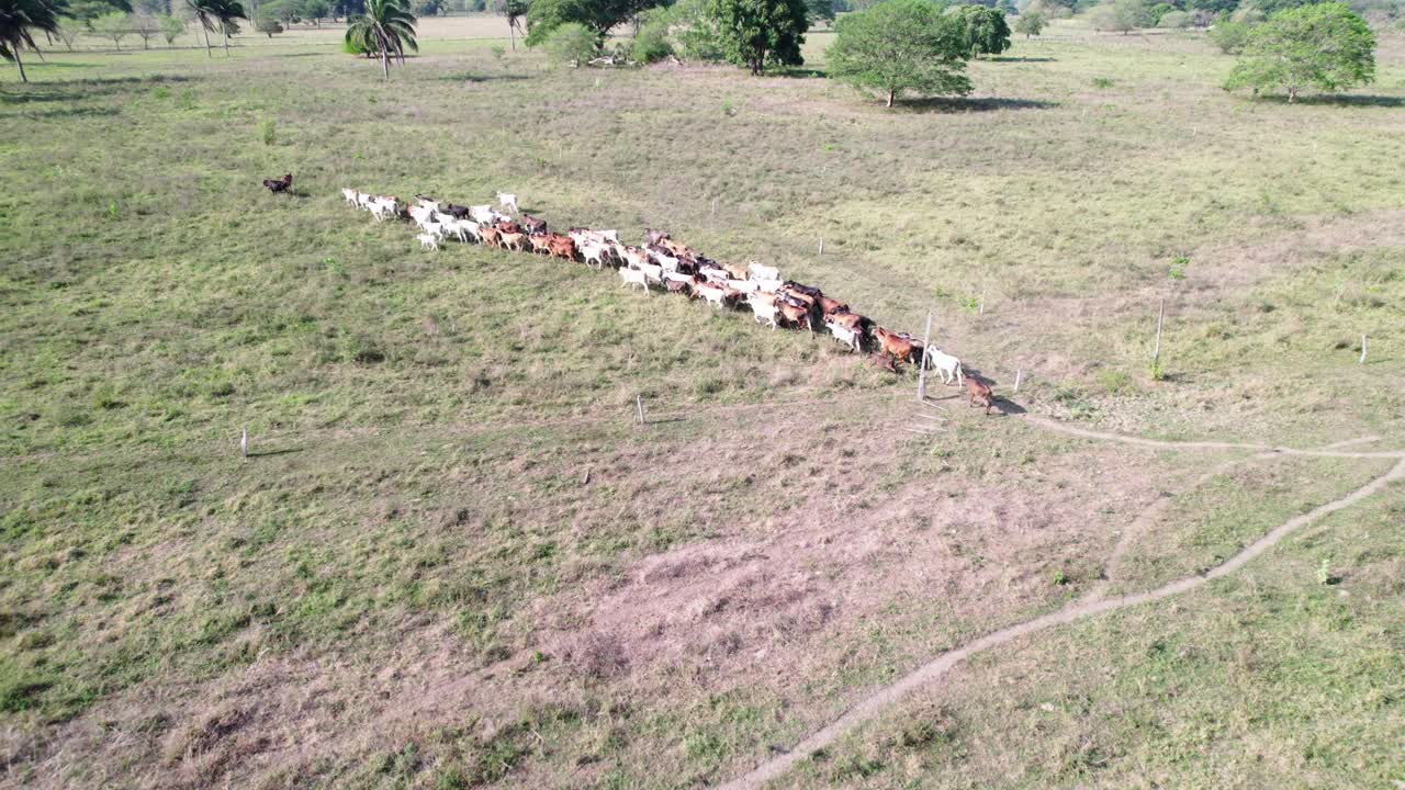 Colorful herd of cows walking across grassy field, captured from aerial perspective